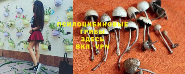 стаф Козельск